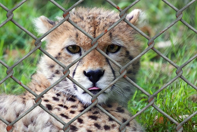 Tout savoir sur le metier de zoologiste/biologiste animalier